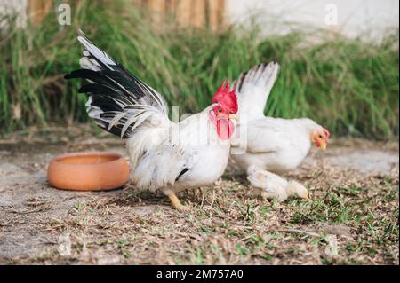 White hens and chick on rural yard in organic farm Stock Photo