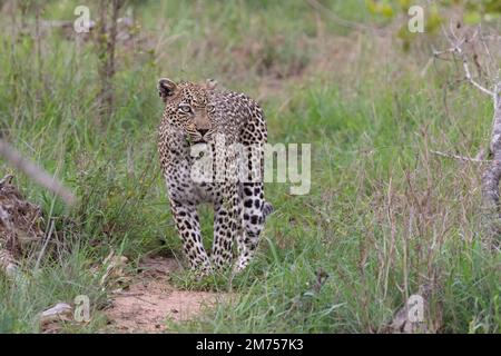Leopard walking with a purpose in the short green savannah grasses in the Kruger National Park, South Africa Stock Photo