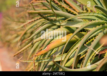 Aloe vera on the Italian coast Stock Photo