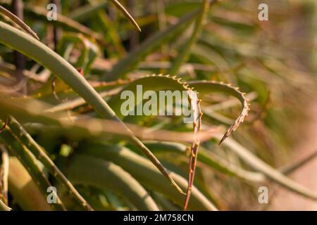 Aloe vera on the Italian coast Stock Photo