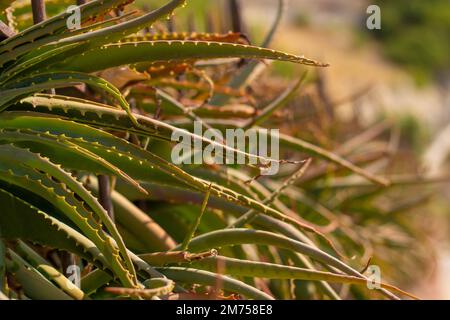 Aloe vera on the Italian coast Stock Photo