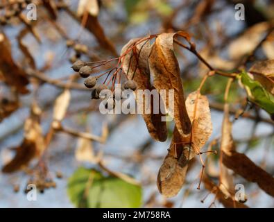 Dry fruits of small-leaved linden. Dry fruits of Tilia cordata. Stock Photo