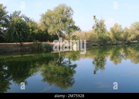 Shore of the lake. Trees and reeds are reflected in the water. Stock Photo