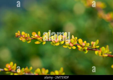 Spring branch of barberry with small young leaves and needles on green background, selective focus. Stock Photo