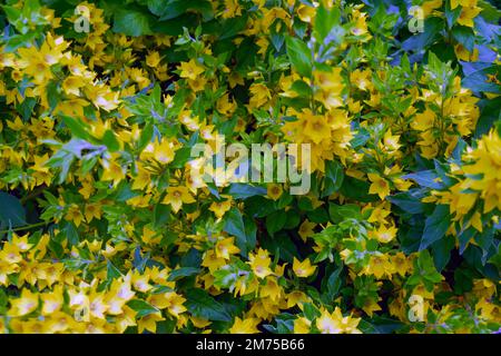 Moneywort, Lysimachia nummularia, Goldilocks plants and yellow flowers lie on sundstone in the garden close-up. Stock Photo