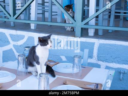A cat sitting on a  table at a taverna in Gaios, Paxos, Greece Stock Photo