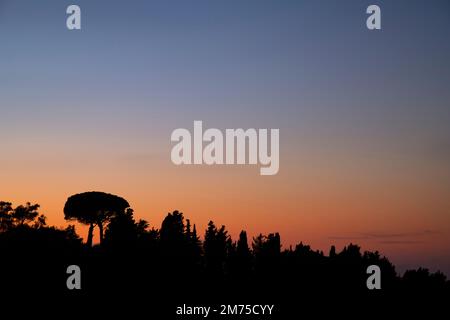 Pine trees in silhouette at sunset on the island of Paxos, Greece Stock Photo