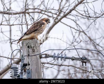 red-tailed hawk watches for rodents from atop a wooden power line pole during winter Stock Photo