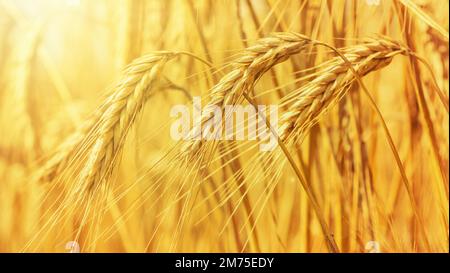 Rural landscape - field common wheat (Triticum aestivum) in the rays of the summer sun, close-up Stock Photo