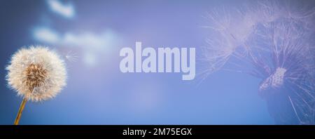 Background, panorama, banner with space for text - dandelion (Taraxacum officinale) in the rays of spring sun against the sky, close-up, double exposu Stock Photo