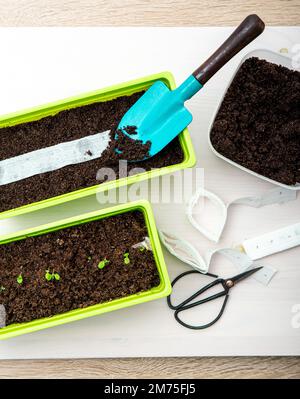 Growing salad plants in home in spring from white paper seed tape, witch has plant seeds inside. Quick and easy way to sow tiny seeds. Stock Photo
