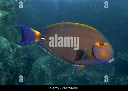 Eyestripe surgeonfish (Acanthurus dussumieri) . Dive site Sodwana Bay, Maputaland Marine Reserve, KwaZulu Natal, South Africa Stock Photo
