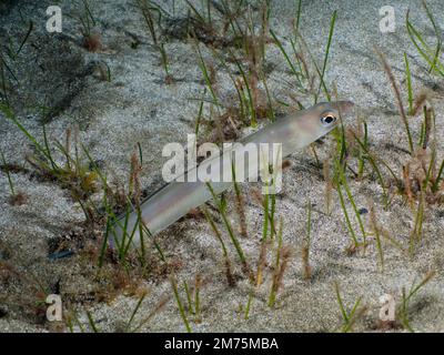 Hiding Golden Balearic Sea Eel (Ariosoma balearicum), conger eel at night. Dive site El Cabron Marine Reserve, Arinaga, Gran Canaria, Spain, Atlantic Stock Photo