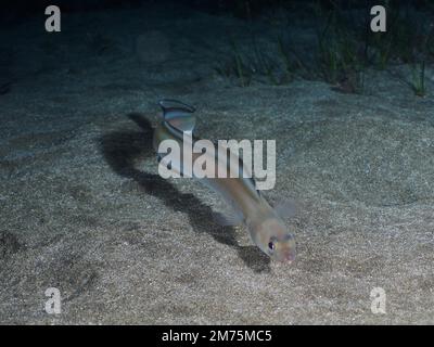 Golden Balearic sea eel (Ariosoma balearicum), sea eel at night. Dive site El Cabron Marine Reserve, Arinaga, Gran Canaria, Spain, Atlantic Ocean Stock Photo