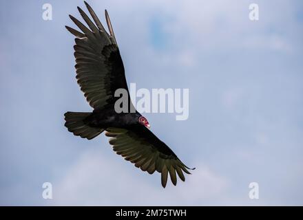 Turkey vulture or Cathartes aura flying in the sky of Guatemala Stock Photo