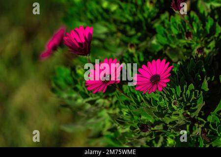 Deep viva magenta color peony flower close-up.Viva magenta color Stock Photo