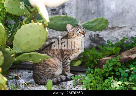 Gray striped adult cat sits on the ground surrounded by cacti Stock Photo