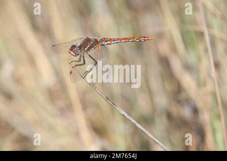 A variegated meadowhawk dragonfly perches on a stick at Stone Oak Park in San Antonio, Texas. Stock Photo