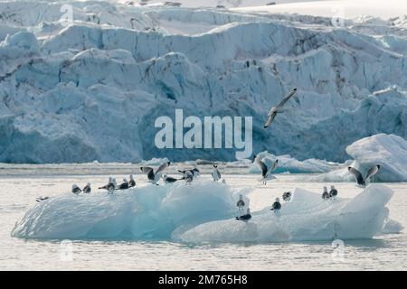 Black-legged kittiwake (Rissa tridactila), Kongsfjorden, Spitsbergen, Svalbard Islands, Norway. Stock Photo