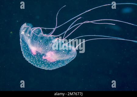 Thousands of these luminescent jellyfish, Pelagia noctiluca, filled the water column in the Philippines.
