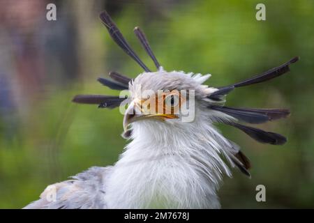 Secretary bird [ Sagittarius serpentarius ] in Paington zoo, Paington, Devon UK Stock Photo