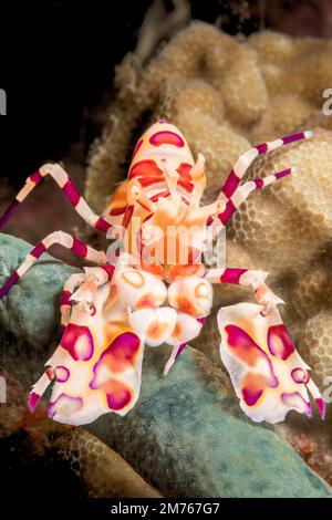 Harlequin shrimp, Hymenocera picta, feeding on a seastar.  Hawaii. Stock Photo