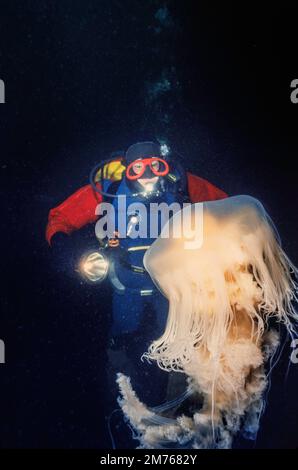 A diver (MR) and a large fried egg jellyfish, Phacellophora camtschatica, British Columbia, Canada. Stock Photo