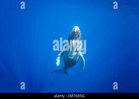 Both eyes of this humpback whale, Megaptera novaeangliae, can clearly be seen watching the photographer, Hawaii. Stock Photo