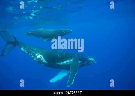 A mother and calf pair of humpback whales, Megaptera novaeangliae, off the island of Maui, Hawaii. Stock Photo