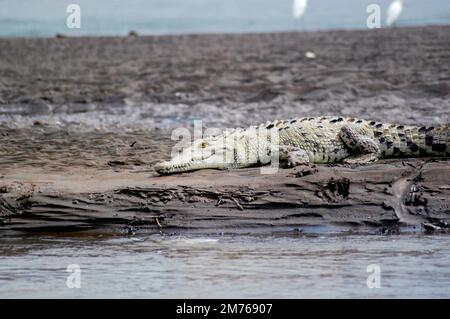 Crocodile sitting on the mud banks of a river in Costa Rica waiting for prey to kill. Stock Photo