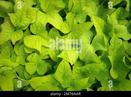Sweet potato (Ipomoea batatas) leaves background. Sweet potato leaves in the field Stock Photo