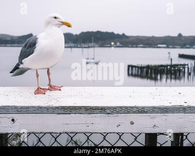 Pacific Seagull on the railings in Bodega Bay; a winters days with an overcast background, California Stock Photo