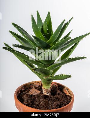 Short-leaved Aloe, Kortbladig aloe (Aloë brevifolia) Stock Photo