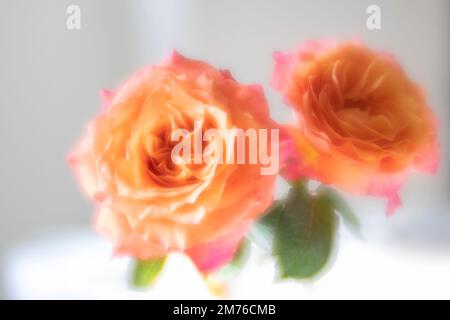 Sunset colored roses and petals in peach, pink, orange and peach have a dreamy ethereal mood and feeling in the soft natural light Stock Photo