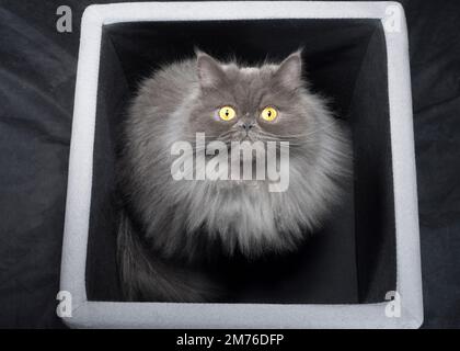 Cute fluffy grey cat sitting and looking up at the camera. Stock Photo