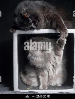 Two fluffy cats playing. Stock Photo