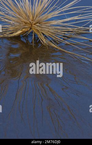 A Coastal Spinifex seed head on a beach.Spinfex sericeus Bargara Australia Stock Photo