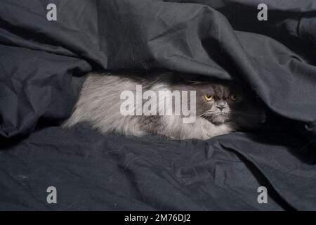 Grumpy looking fluffy grey cat hiding under black sheets. Stock Photo