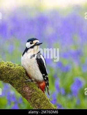 Male Great Spotted Woodpecker [ Dendrocopos major ] on mossy stick with out of focus grass and Bluebells in bckground Stock Photo