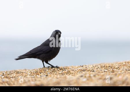 Jackdaw [ Corvus monedula ] on shingle beach with shallow depth of field Stock Photo