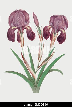 Vintage purple iris flower illustration in vector Stock Vector