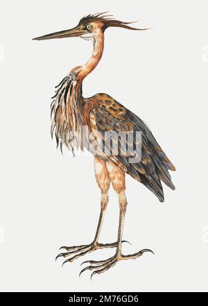 Vintage full length purple heron illustration vector Stock Vector