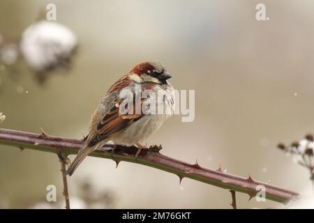 One male House Sparrow (Passer domesticus) perched on a thorny branch on a snowy day. Taken in Victoria, BC, Canada. Stock Photo