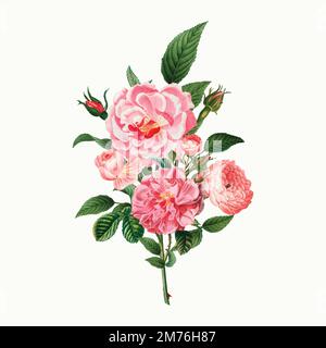 Vintage pink rambler rose vector Stock Vector Image & Art - Alamy