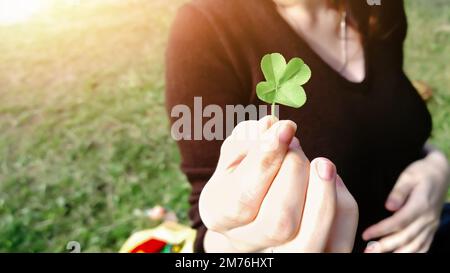 four-leaf clover in the hands of the ecologist. Stock Photo