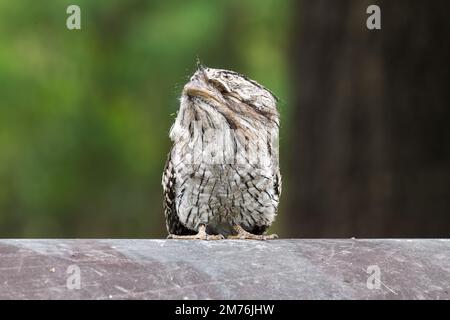 A Frogmouth bird perched on a pipe in the park Stock Photo