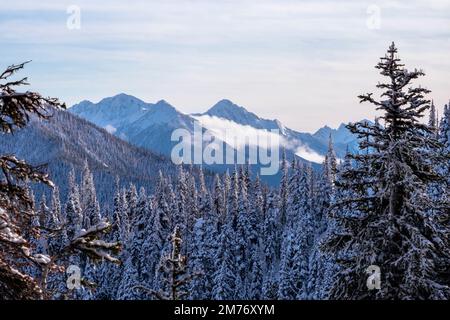 Snow at Hurricane Ridge, Olympic National Park, Washington State, USA Stock Photo