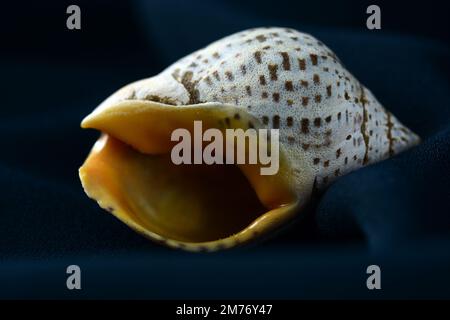 A close up on a sea shell on a dark background. Lovely texture of the shell Stock Photo