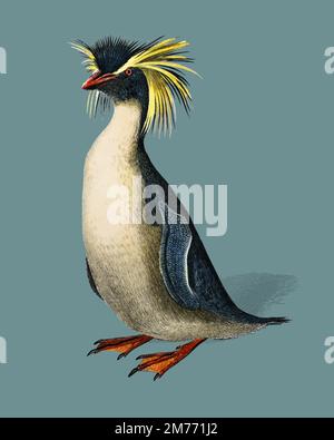 Rockhopper penguin (Eudyptes chrysocome) illustrated by Charles Dessalines D'Orbigny (1806-1876). Digitally enhanced from our own 1892 edition of Dict Stock Vector