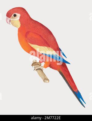 Vintage red parrot illustration vector Stock Vector